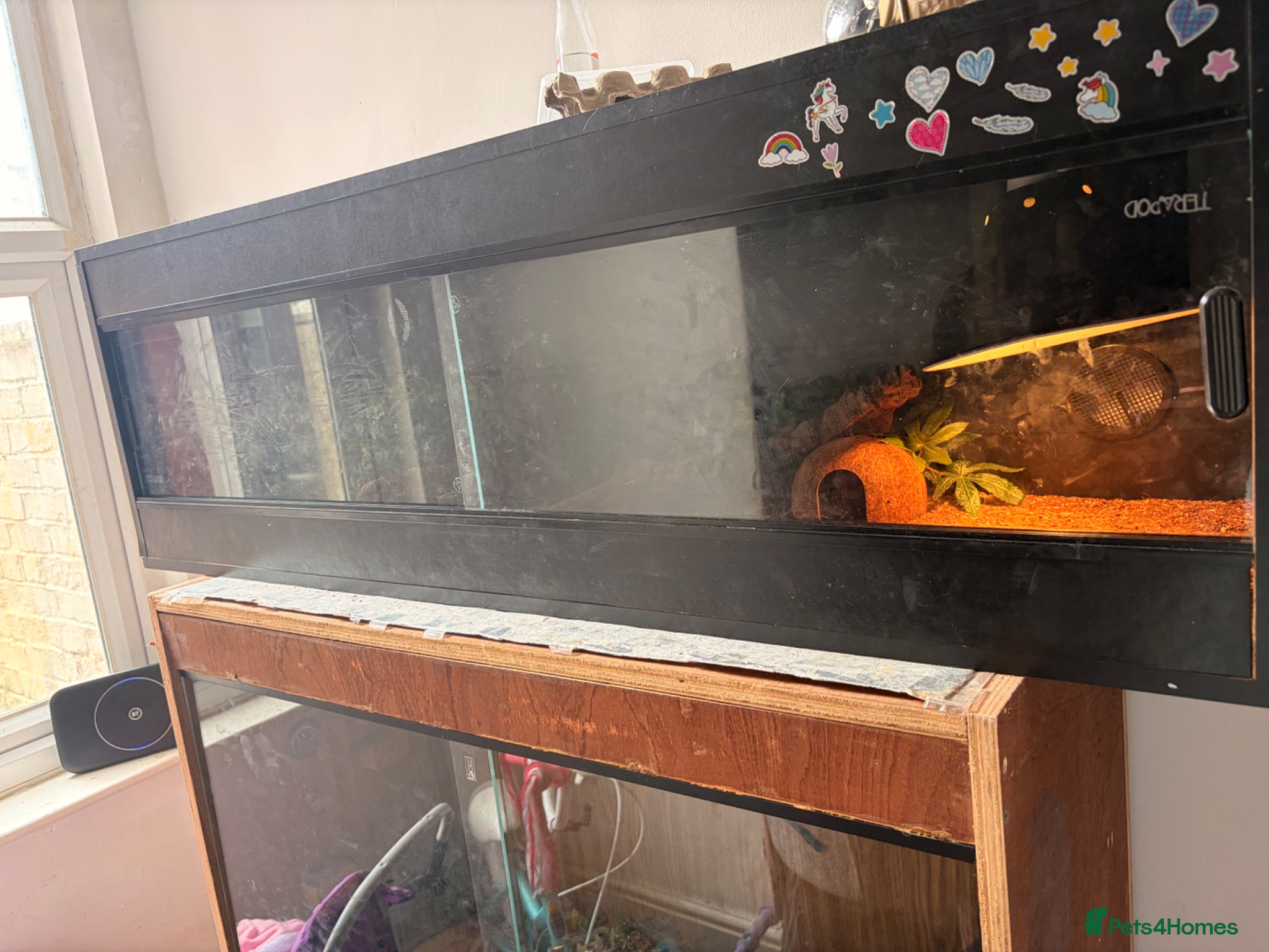 Gecko reptiles for sale: 2 leopard geckos with tanks and full set ups - Advert 3