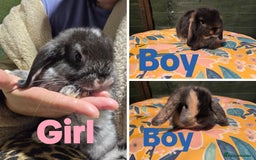 Mini Lop rabbits for sale: 3 Beautiful minilops available 2 males 1 female - Image 1