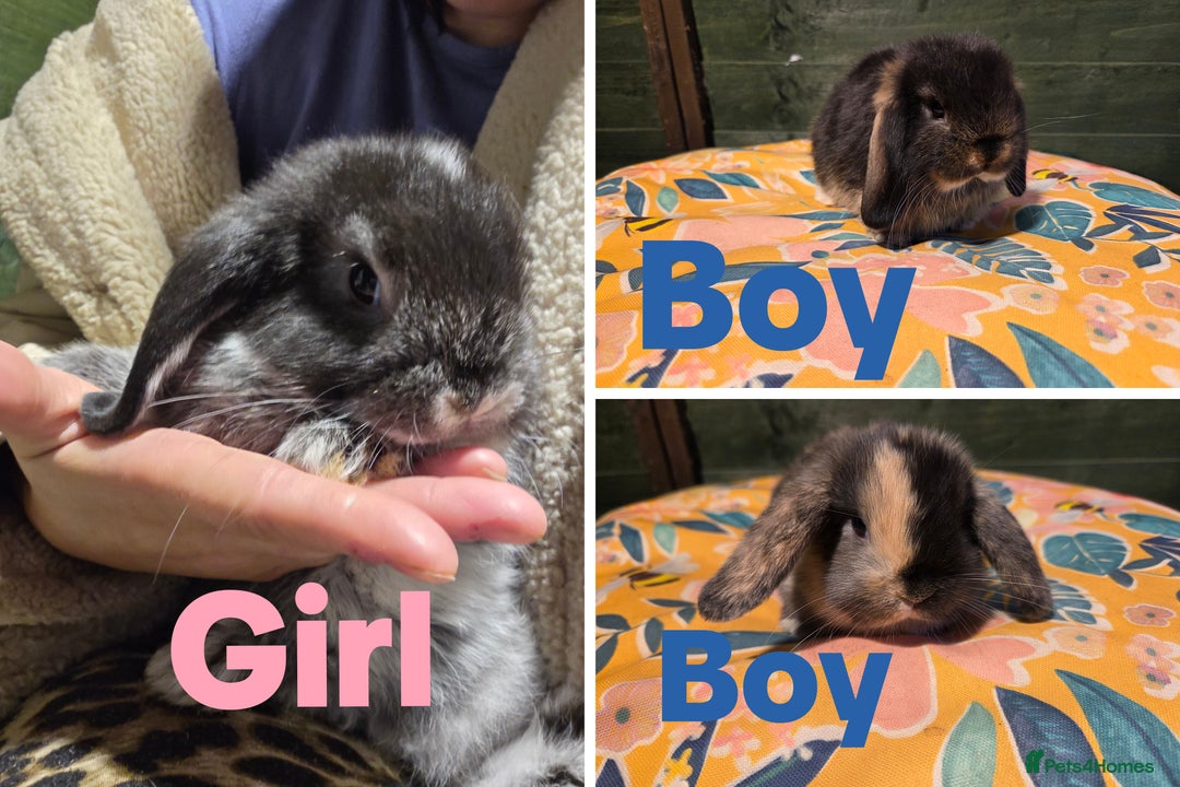 Mini Lop rabbits for sale: 3 Beautiful minilops available 2 males 1 female - Image 1