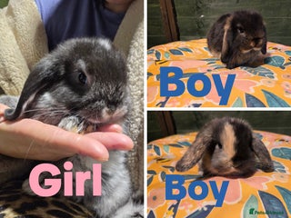 Mini Lop rabbits - Advert 3
