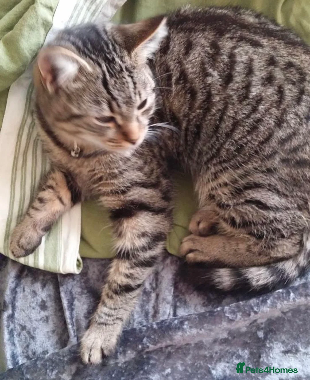 Mixed Breed cats for sale: Beautiful Kittens Looking for Loving Homes - Advert 4