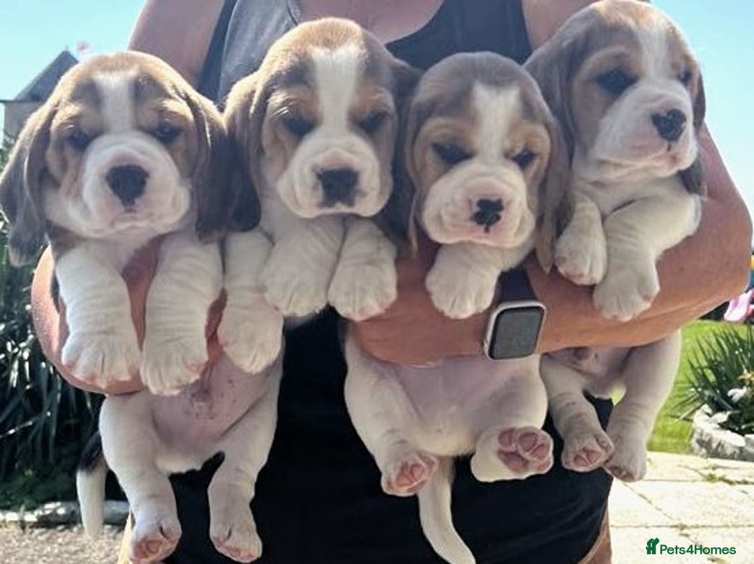 Beagle dogs for sale: Beagle Puppy 1 - Top pedigree Beagle pups! - Image 3