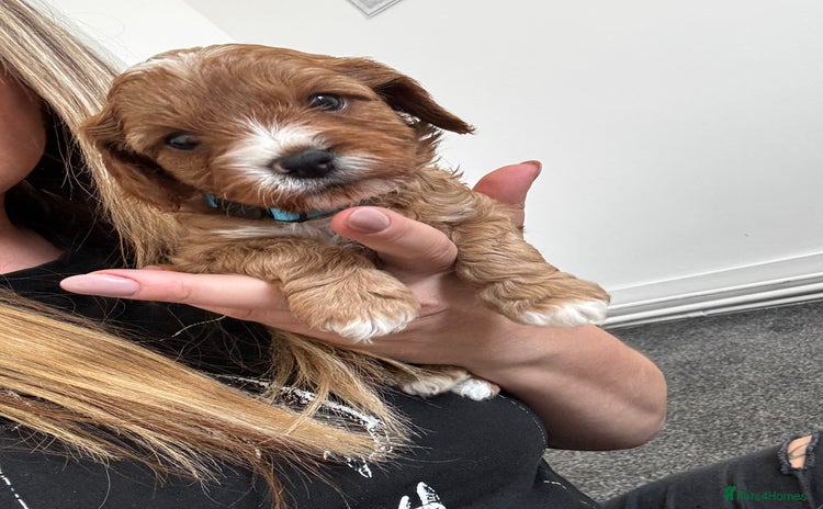 Cavapoo dogs - Advert 4