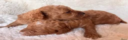 Cavapoo dogs for sale: Gorgeous litter of Cavapoo puppies  in King's Lynn - Advert 26
