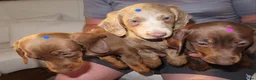 Miniature Dachshund dogs for sale: Dachshund - Advert 2