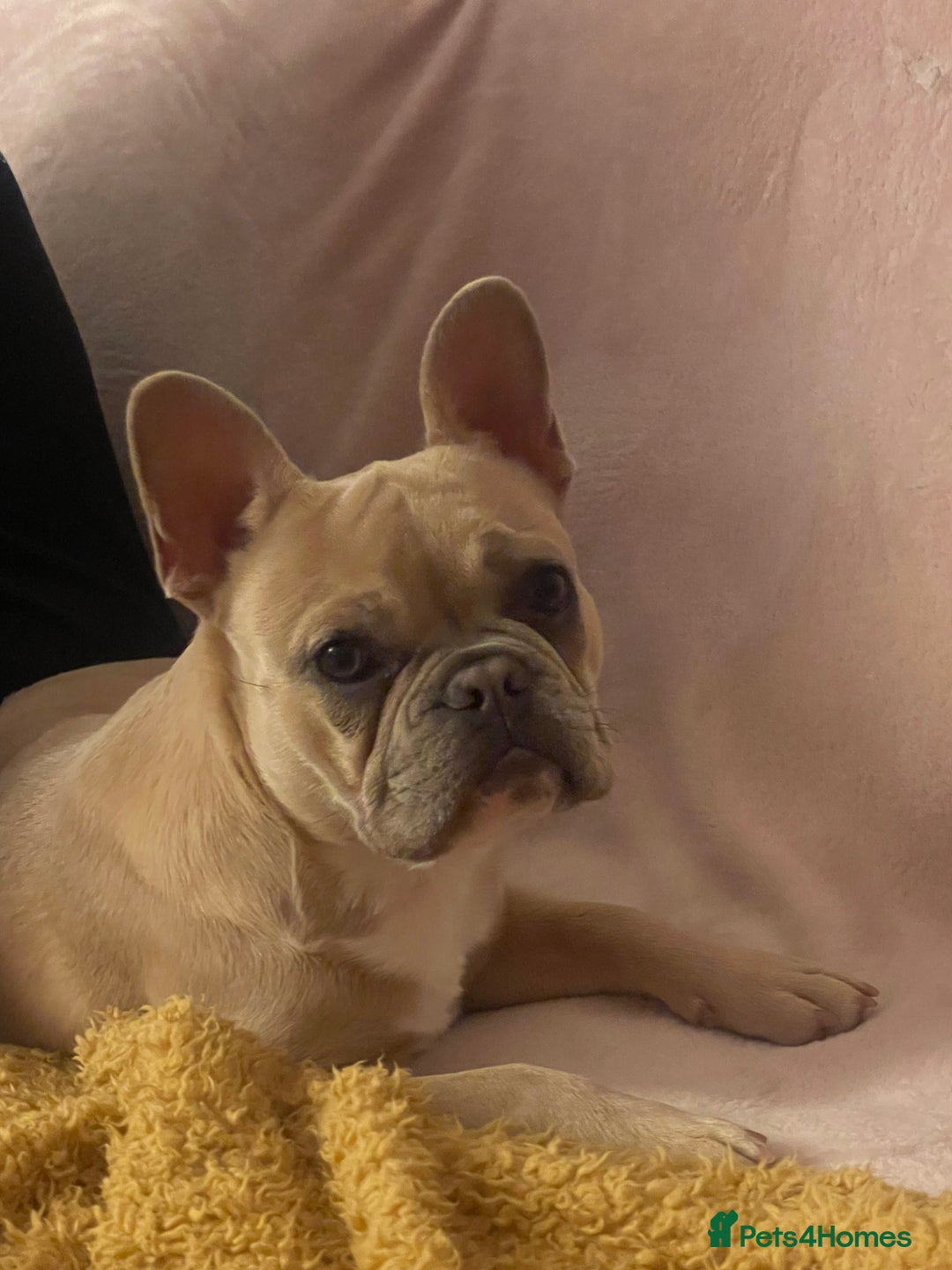 French Bulldog dogs for sale: Female Lilac Fawn  - Advert 1