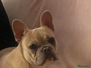 French Bulldog dogs Female Lilac Fawn - Advert 2