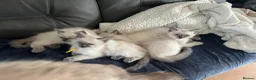 Ragdoll cats for sale: Ragdoll kittens - Advert 8