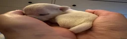 Chihuahua dogs for sale: Adorable Chihuahua Puppies Ready for Loving Homes - Advert 19