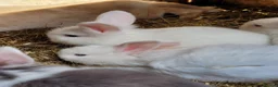 Mixed Breed rabbits for sale: Lop cross bunz - Advert 6