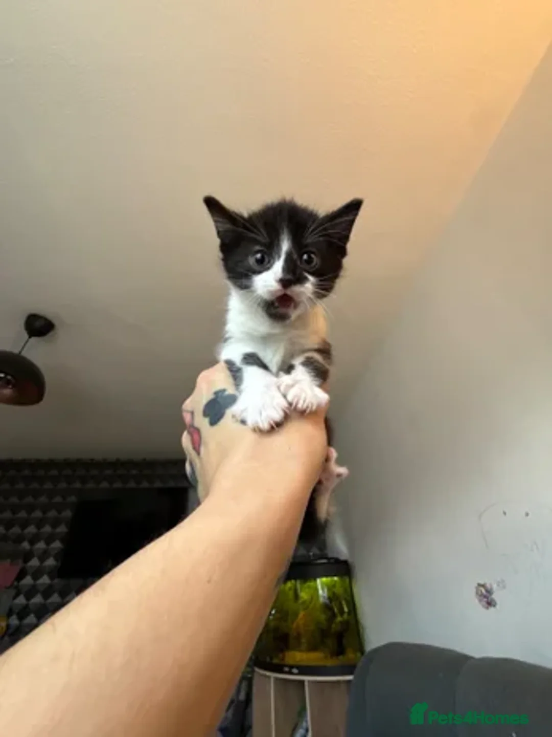 Mixed Breed cats for sale: Domestic shorthair x kitten - Advert 2