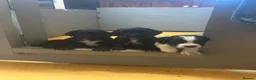 Cocker Spaniel dogs for sale: Ready now working cocker spaniel pups - Advert 2