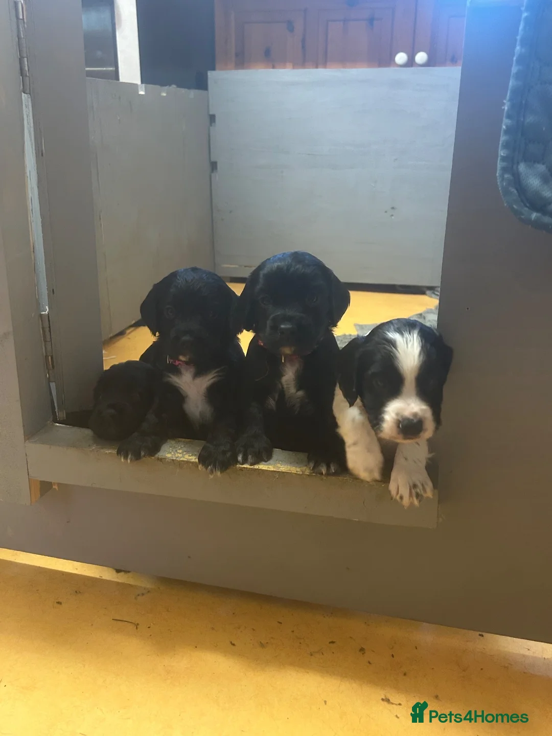Cocker Spaniel dogs for sale: Ready now working cocker spaniel pups - Advert 2