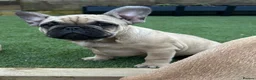 French Bulldog dogs for sale: French Bulldog Puppies - Fawn/Cream - Advert 9
