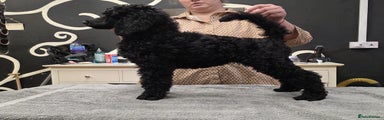Standard Poodle Puppy 5