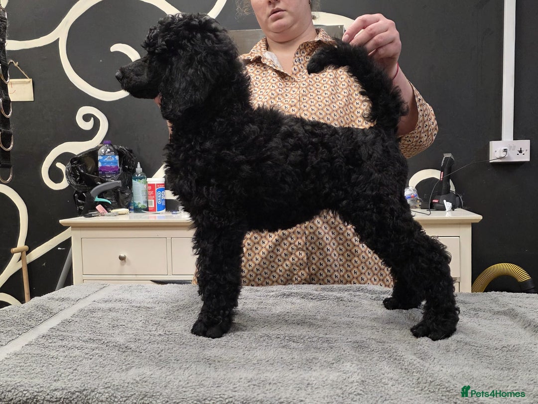 Standard Poodle dogs for sale: KC Standard poodle puppies🐩 - Advert 16
