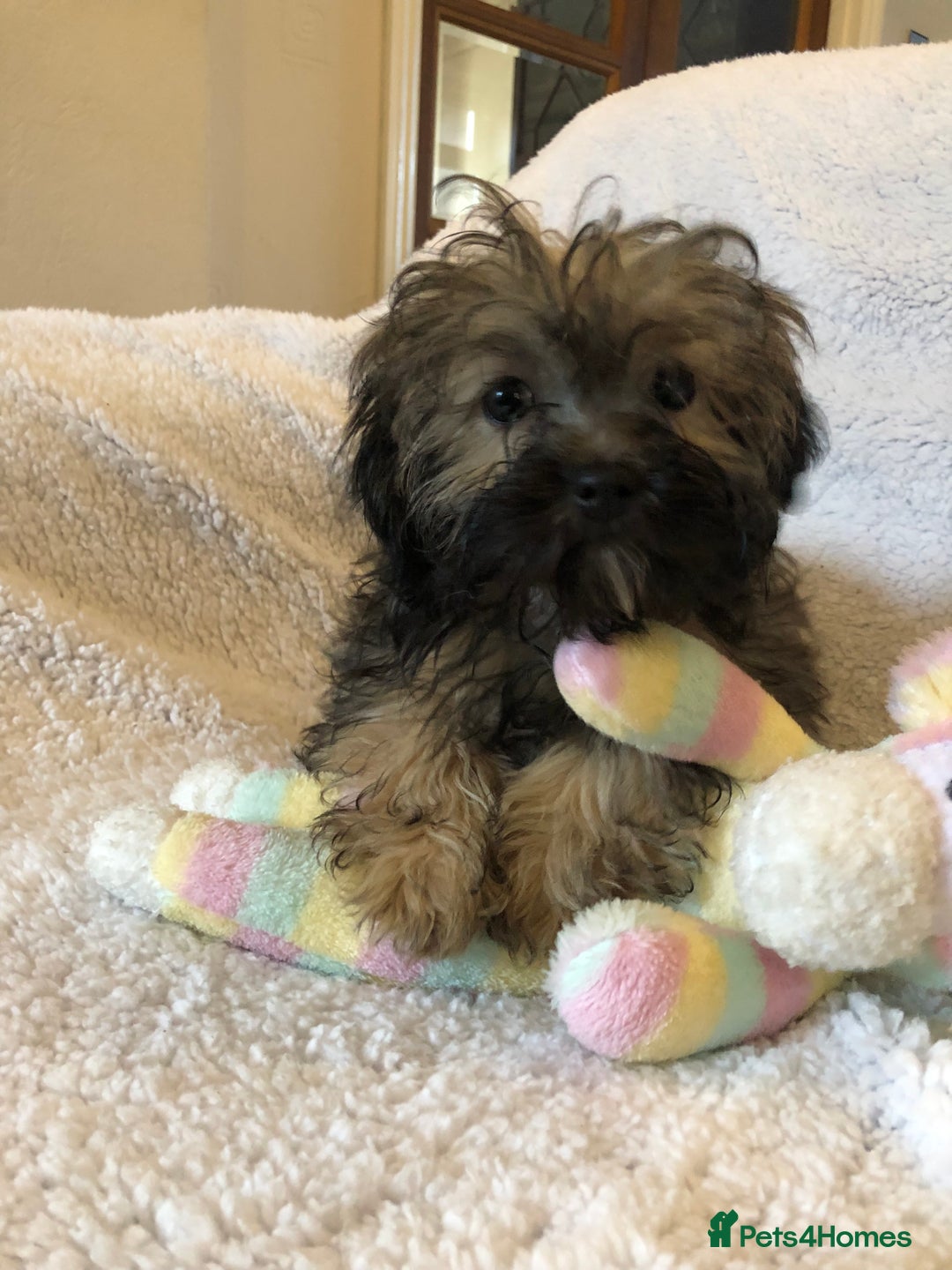 Shihpoo dogs for sale: shihpoo puppies for sale  - Advert 3