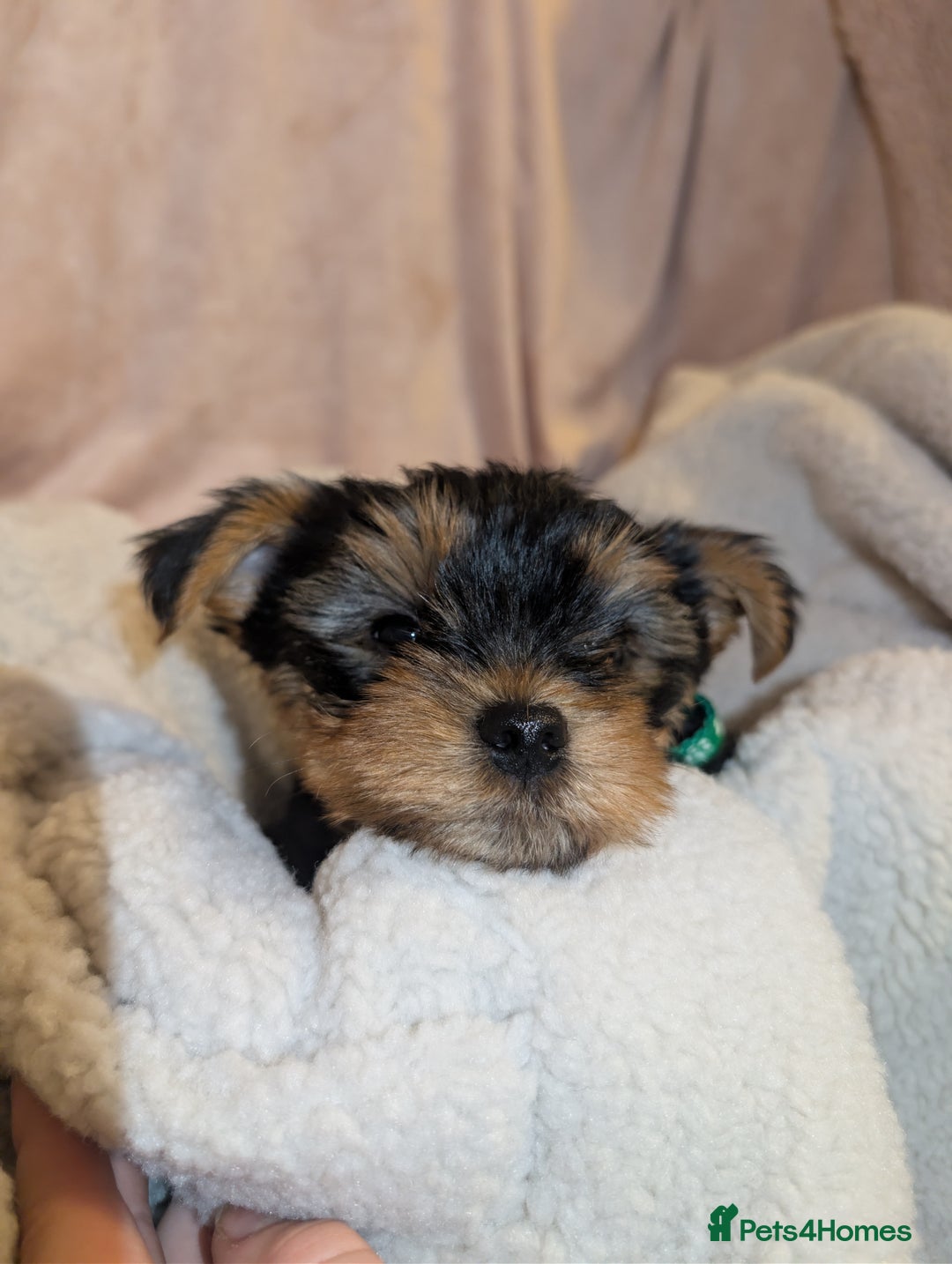 Yorkshire Terrier dogs for sale: Yorkshire Terriers ready for new home  - Advert 6