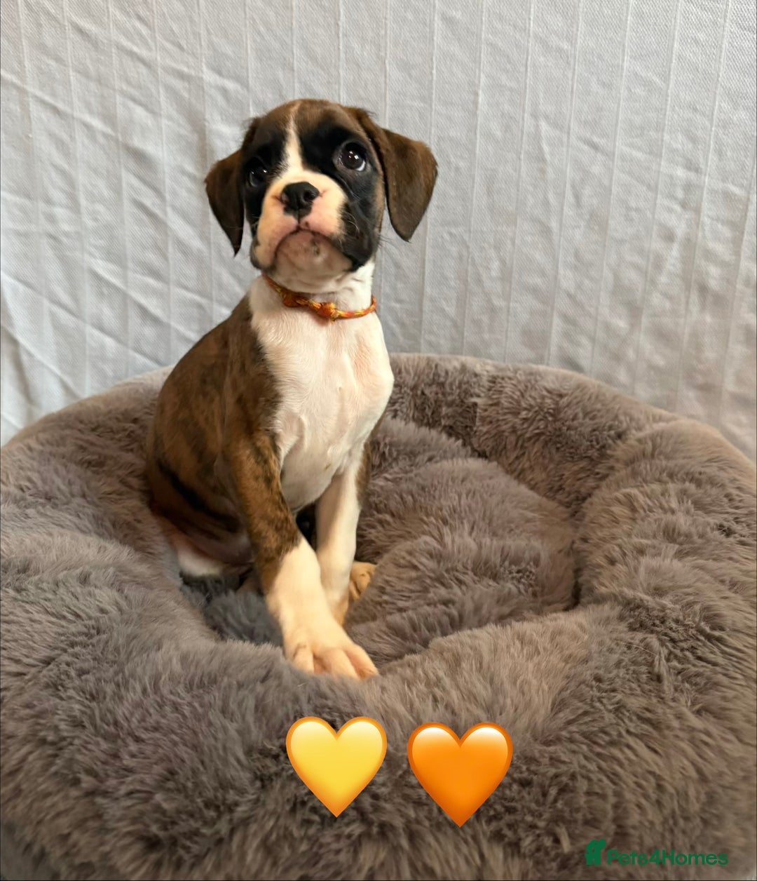 Boxer dogs for sale: 5 KC Reg Brindle Boxer Puppies. - Advert 10