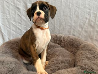 Boxer dogs 5 KC Reg Brindle Boxer Puppies. - Advert 15