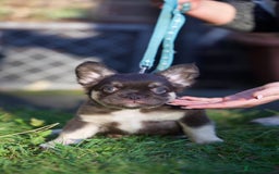 French Bulldog dogs for sale: Fluffy French bulldogs pending pink & testable  - Image 12