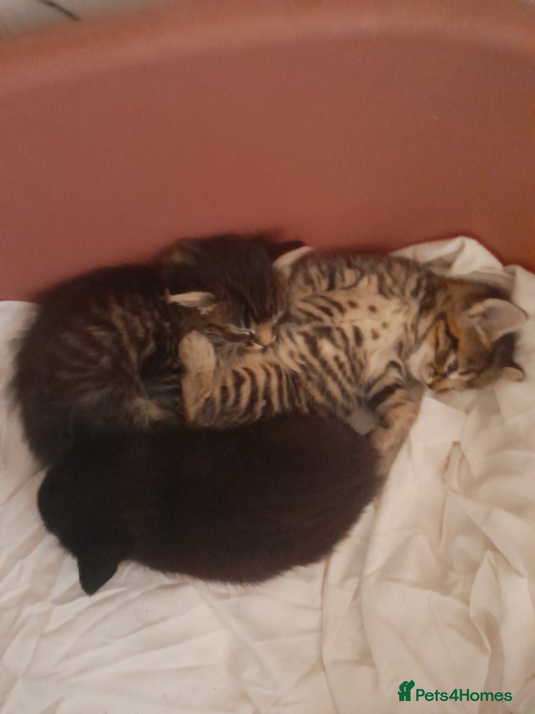 Mixed Breed cats for sale: 2 female & 1 male  - Image 1