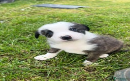 Mixed Breed dogs for sale: Beautiful Border Collie pups - Image 9