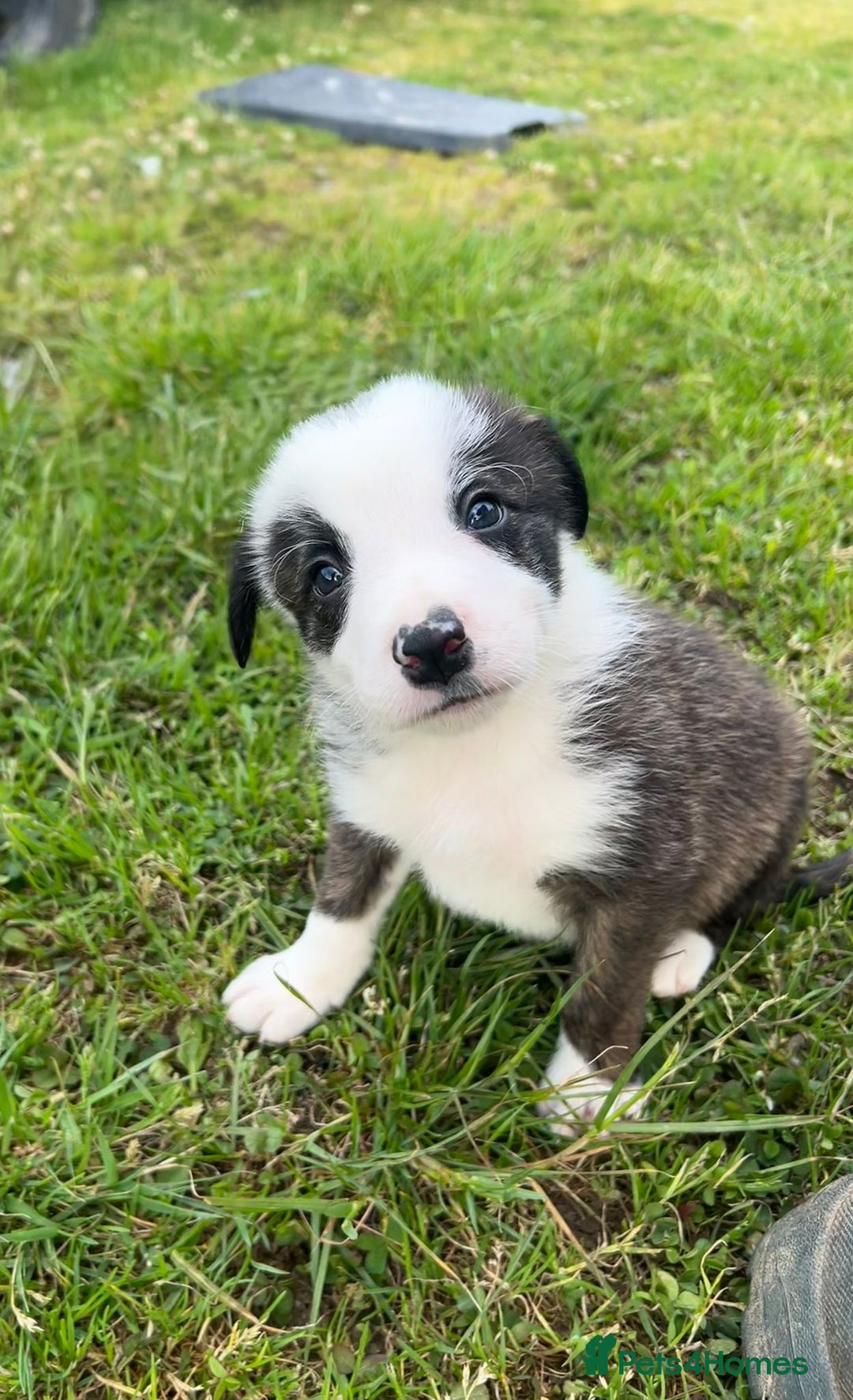 Mixed Breed dogs for sale: Beautiful Border Collie pups - Image 9