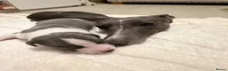 Whippet dogs for sale: Beautiful blue and blue and white whippet's  - Advert 1
