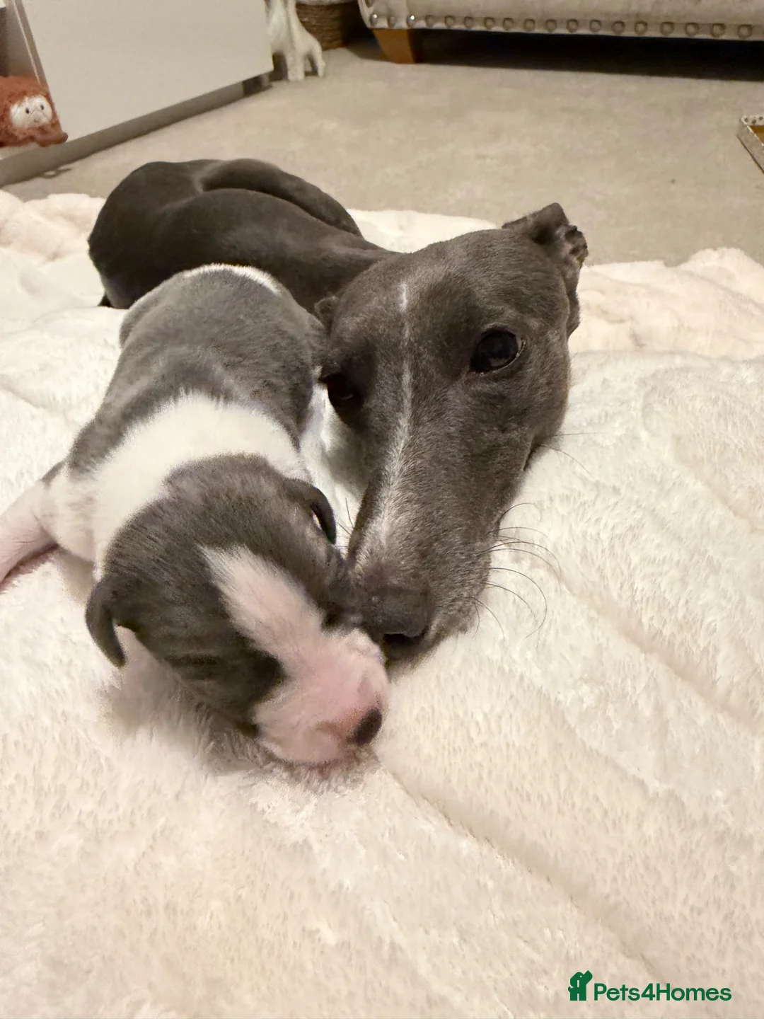 Whippet dogs for sale: Beautiful blue and blue and white whippet's  - Advert 1