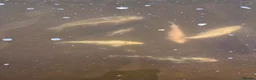 Koi Carp fish for sale: Fish pond plus fish  in Swadlincote - Advert 20