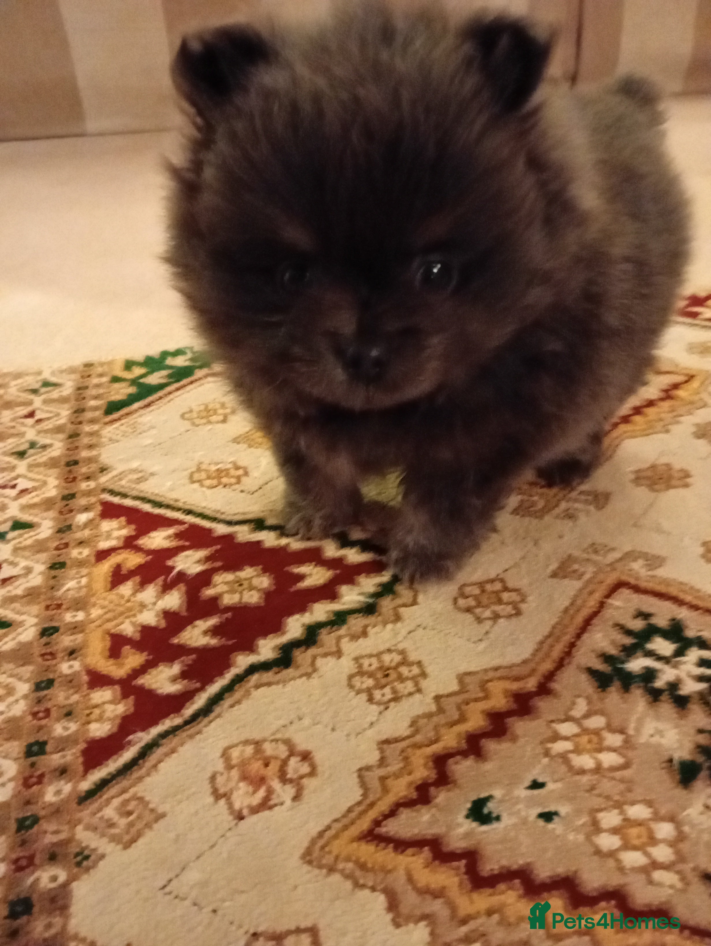 Pomeranian dogs Blue girl pomeranian - Advert 17