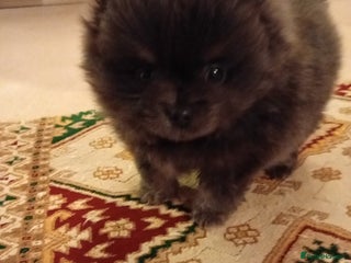 Pomeranian dogs Blue girl pomeranian - Advert 17