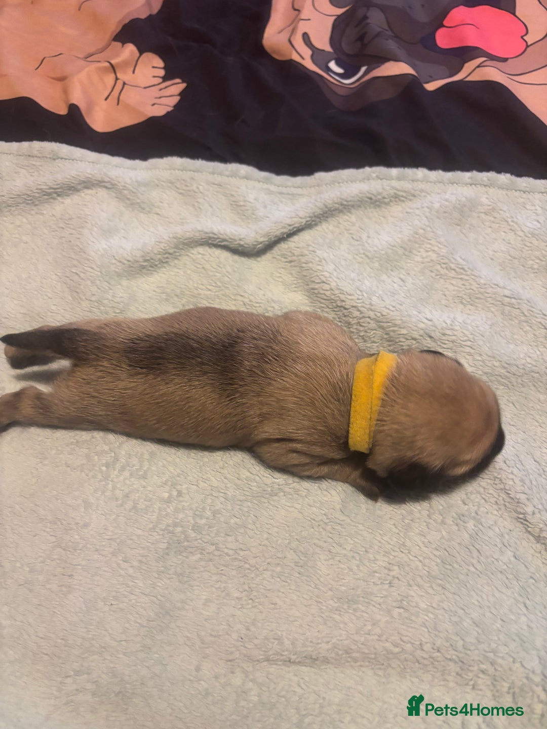 Pug dogs for sale: Pug Puppies  - Image 14