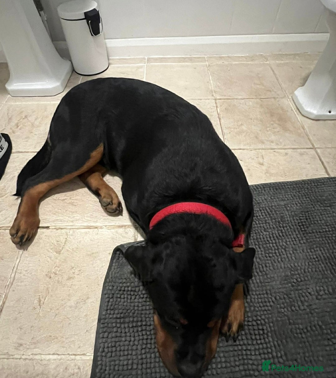 Rottweiler dogs for sale: 9 beautiful Rottweiler puppies for sale  - Advert 16