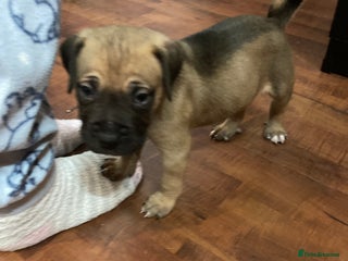 Mixed Breed dogs Mastiff x Staffy Puppies - Advert 2
