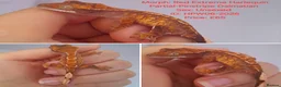 Gecko reptiles for sale: Various Crested Geckos, mixed morphs for sale  - Advert 3