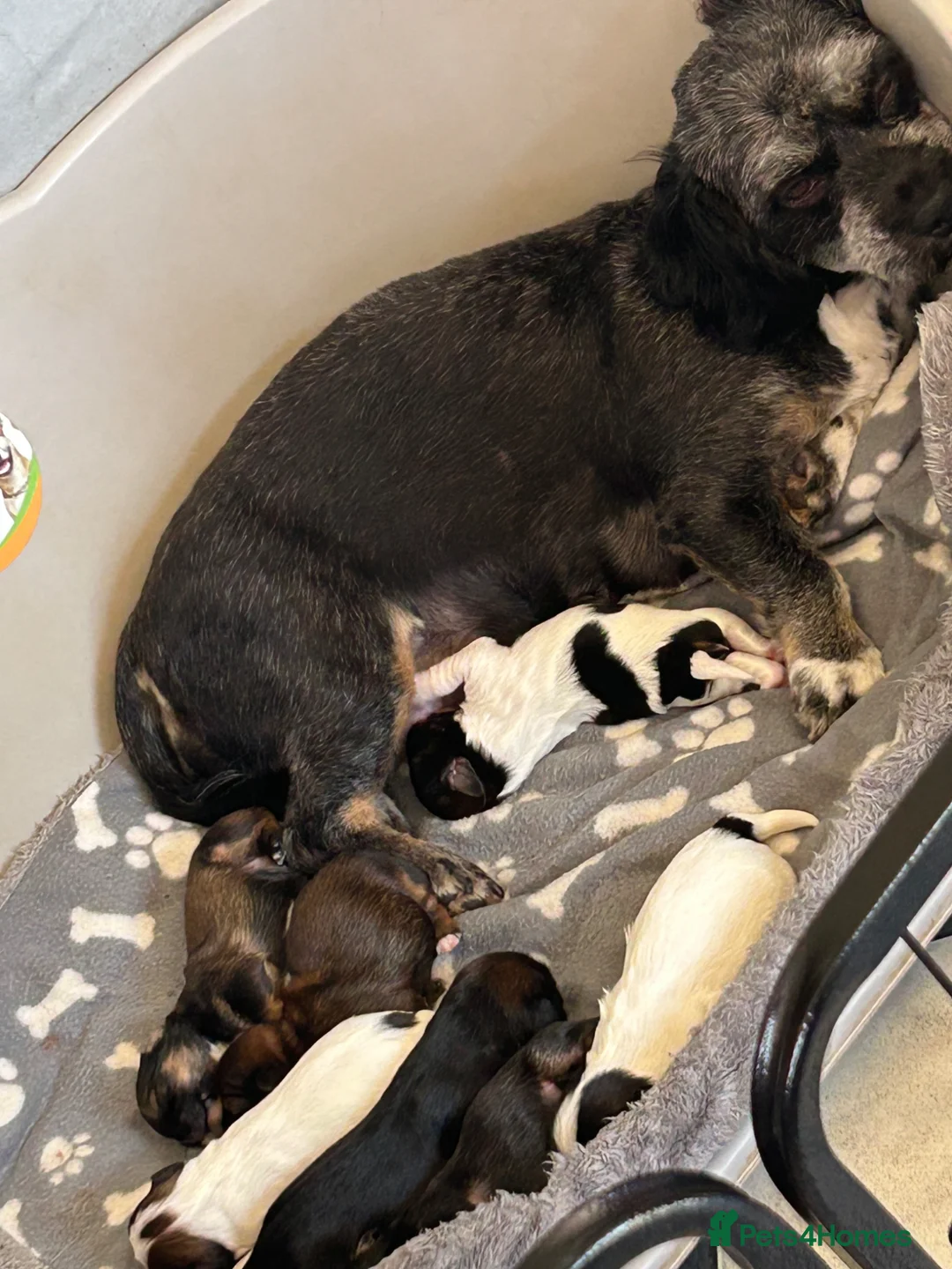 Shih Tzu dogs for sale: These 4 bundles of joy are so cute and cuddly  in Maidstone - Advert 1