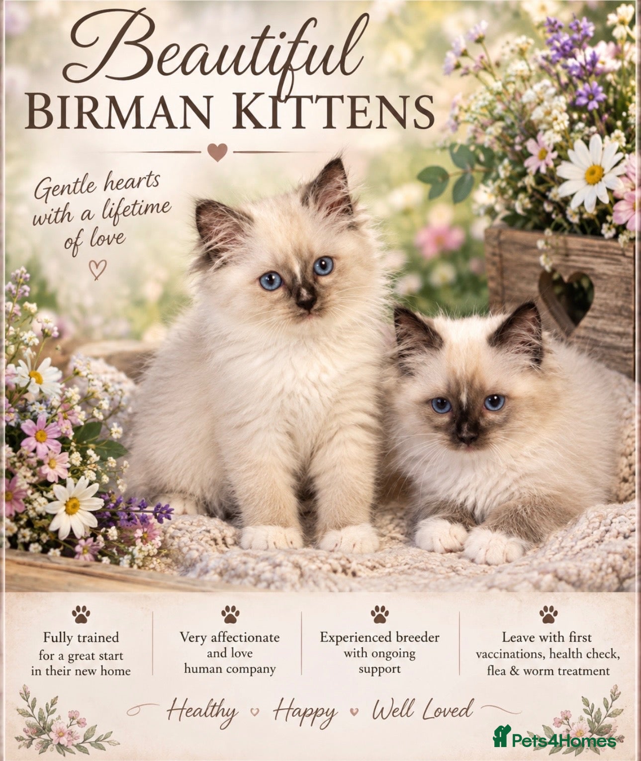 Birman cats birman kittens - Advert 1