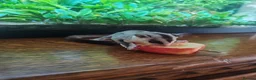 Sugar Glider rodents for sale: Tamed Pair of Sugar Gliders Looking for a Home - Advert 4