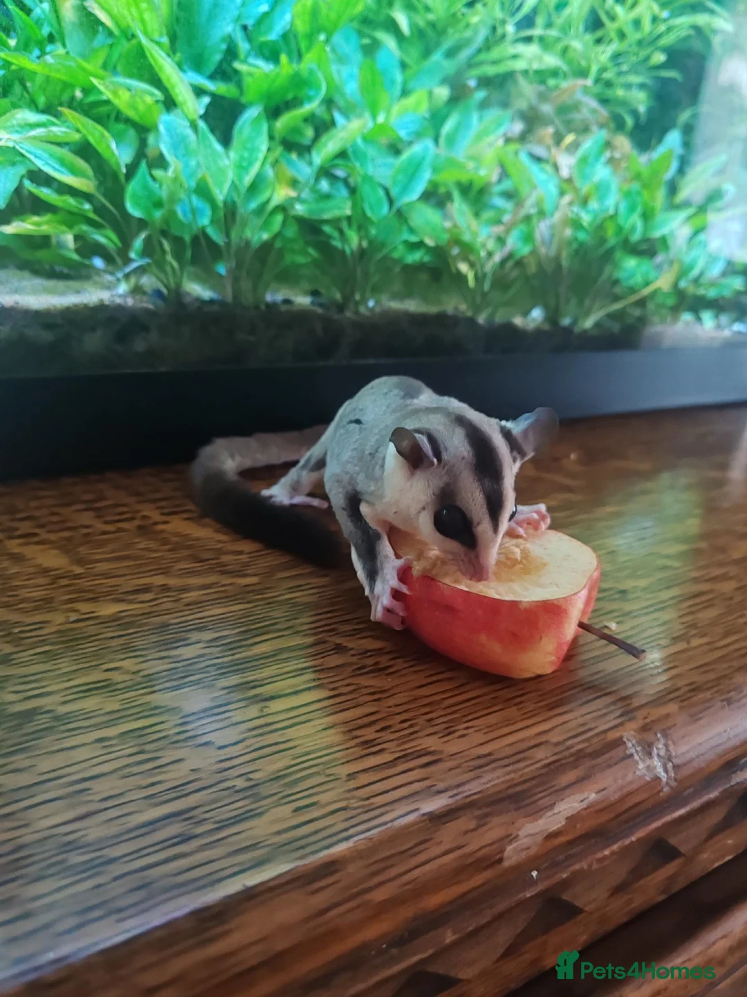 Sugar Glider rodents for sale: Tamed Pair of Sugar Gliders Looking for a Home - Advert 4