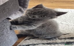 Scottish Fold cats for sale: Ready for new home 😻 - Image 9