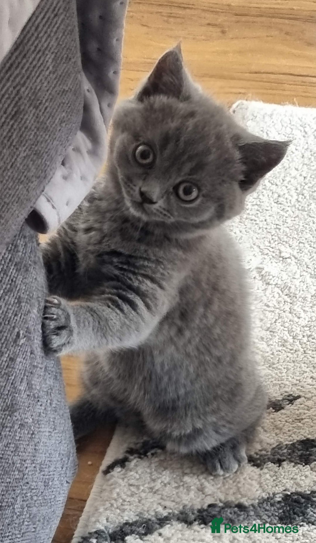 Scottish Fold cats for sale: Ready for new home 😻 - Image 9