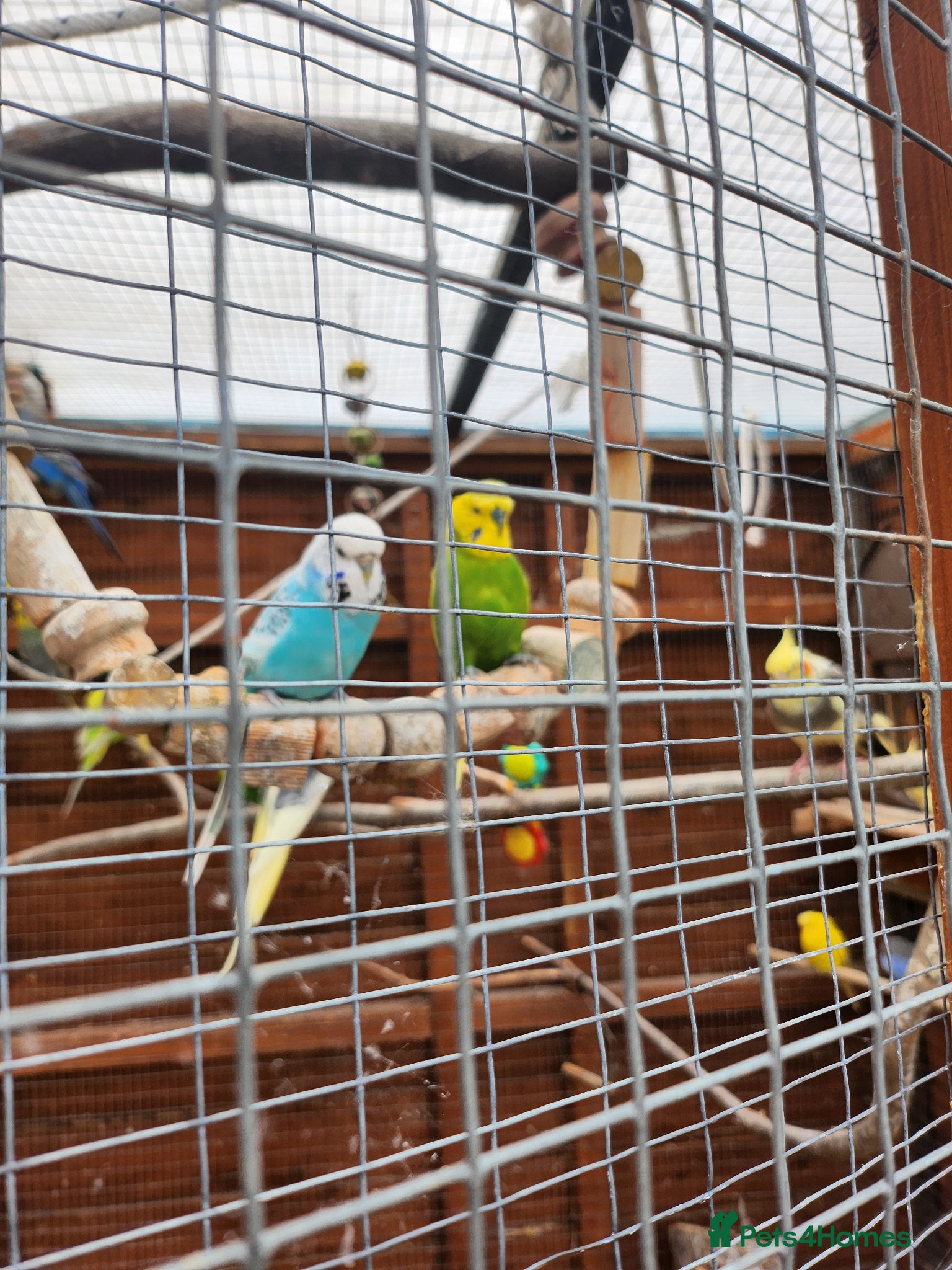Budgerigars birds for sale: Budgie babies + breeding pairs in Swindon - Advert 2