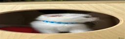 Scottish Fold cats for sale: Four Little Snowflakes with Unreal Blue Eyes  - Advert 27