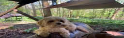 Maltipoo dogs for stud: Stud  - Advert 8