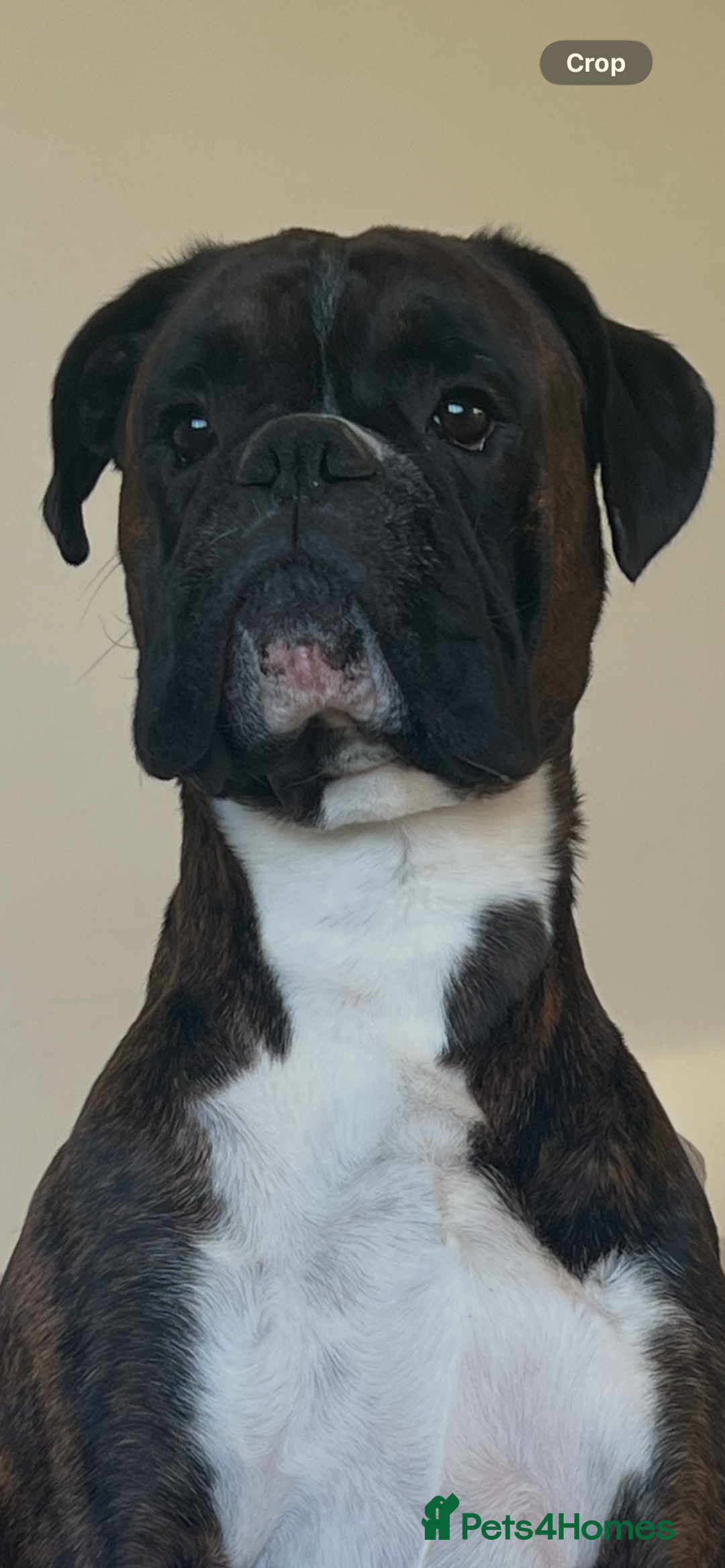 Boxer dogs for sale: Amazing boxer puppies  - Advert 2