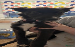 Mixed Breed dogs for sale: Collie cross pups  - Advert 21