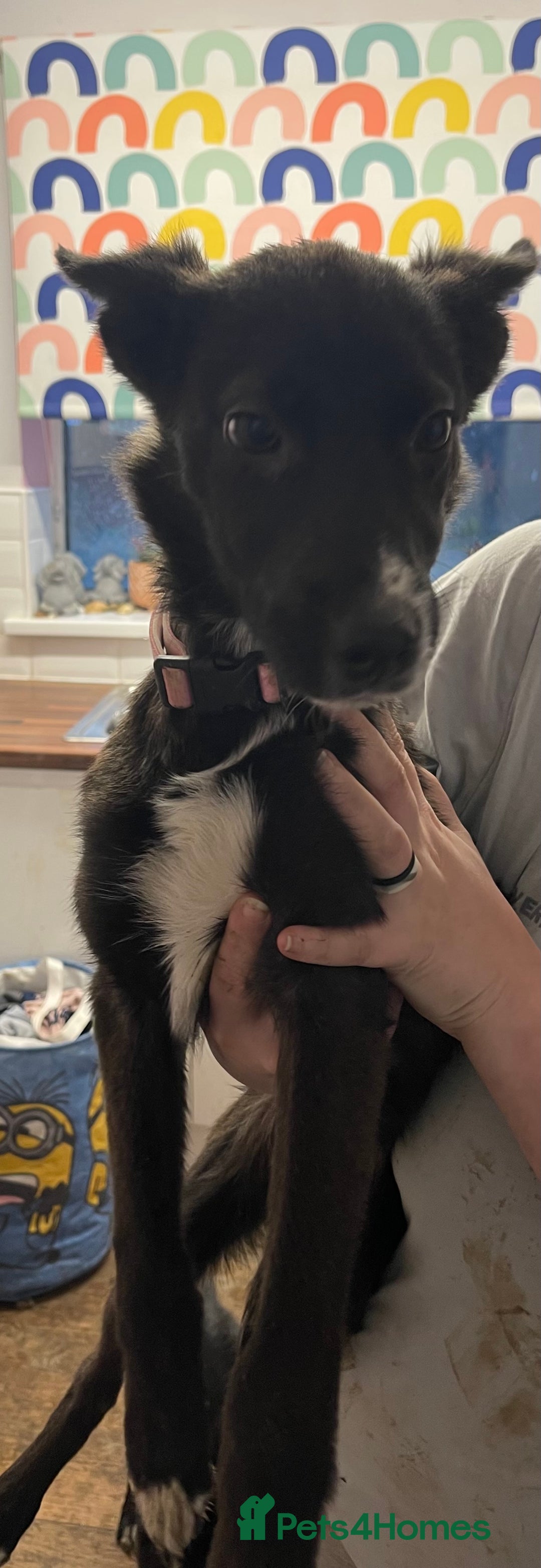 Mixed Breed dogs for sale: Collie cross pups  - Advert 21