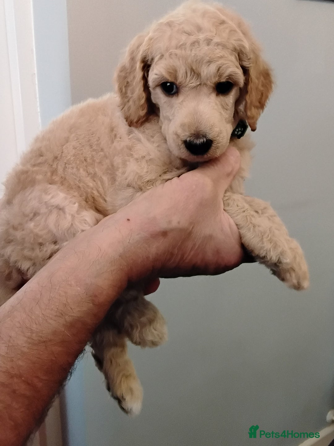 Standard Poodle dogs for sale: Quality KC Reg Standard Poodle puppies - Image 7
